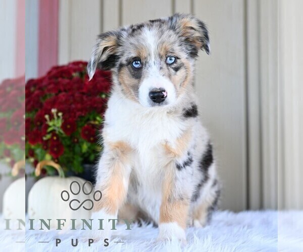 Medium Photo #2 Miniature Australian Shepherd Puppy For Sale in REBERSBURG, PA, USA