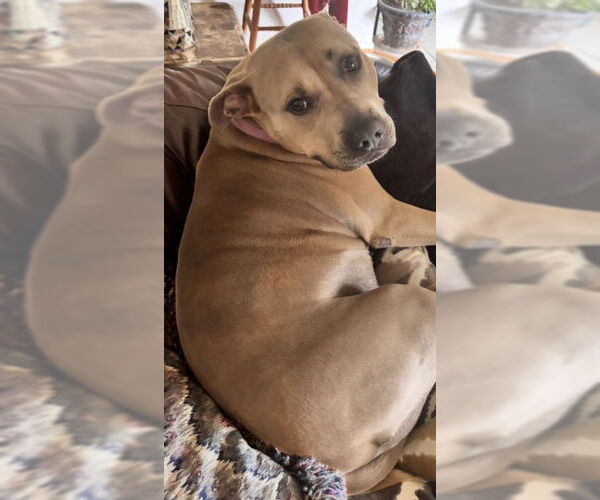 Medium Photo #2 American Pit Bull Terrier Puppy For Sale in McKinney, TX, USA