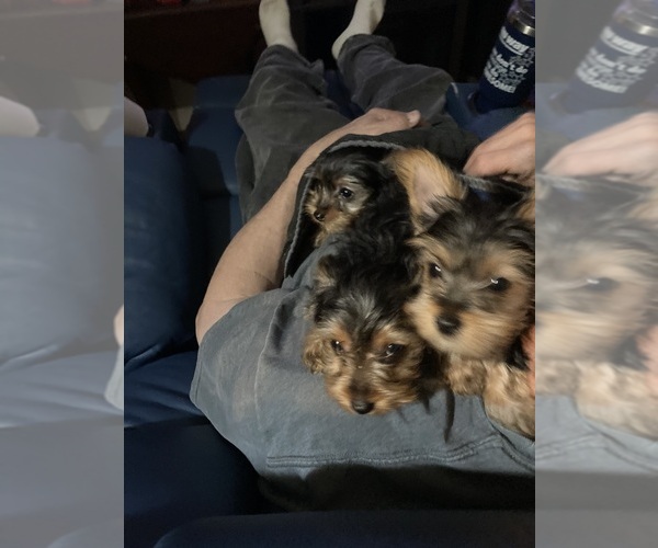 Medium Photo #2 Yorkshire Terrier Puppy For Sale in SAINT LOUIS, MO, USA
