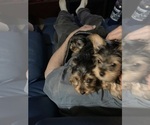 Small #1 Yorkshire Terrier