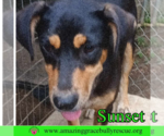 Small Coonhound Mix