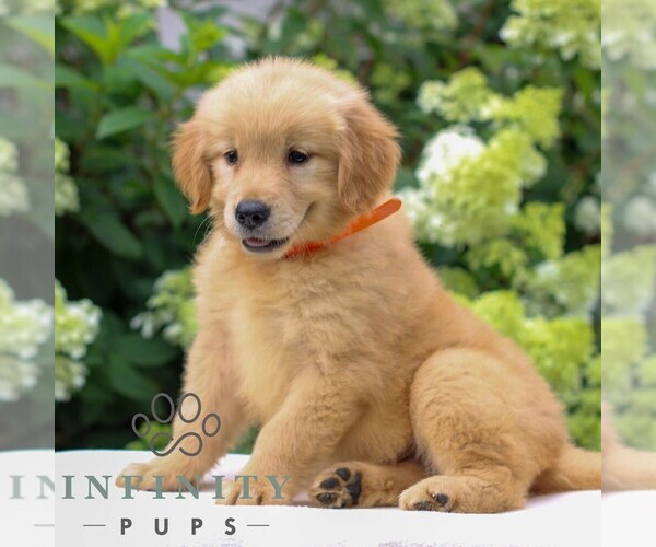 Medium Photo #2 Golden Retriever Puppy For Sale in LITITZ, PA, USA
