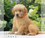 Small #1 Golden Retriever