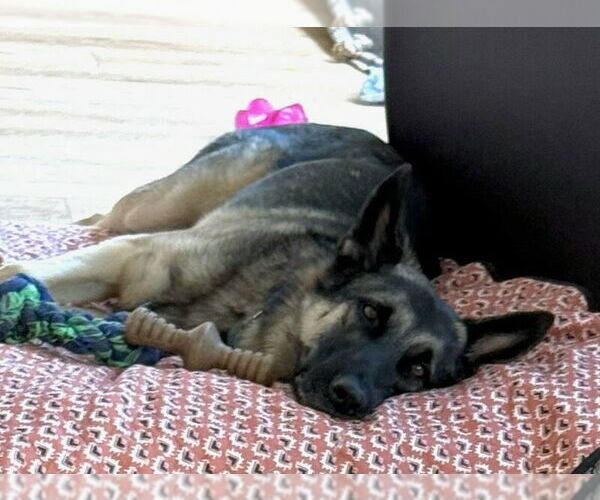 Medium Photo #8 German Shepherd Dog Puppy For Sale in Modesto, CA, USA