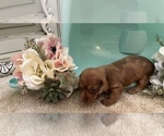 Small Photo #10 Dachshund Puppy For Sale in NEW PORT RICHEY, FL, USA
