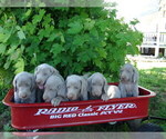 Small Photo #6 Weimaraner Puppy For Sale in AMORITA, OK, USA