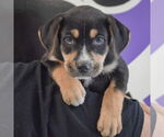 Small #4 Rottweiler Mix