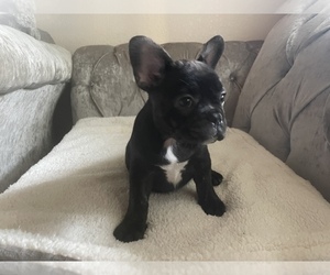 French Bulldog Litter for sale in OAKLAND, CA, USA