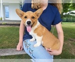 Puppy Jack Pembroke Welsh Corgi