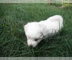 Small Photo #11 Coton de Tulear Puppy For Sale in COLUMBIA, MO, USA