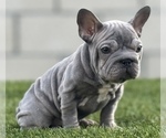 Small Photo #10 French Bulldog Puppy For Sale in LITITZ, PA, USA