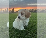 Puppy Jake Cavapoo