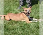 Small #1 American Staffordshire Terrier-Boxer Mix