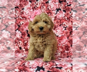 Goldendoodle Puppy for sale in OXFORD, PA, USA