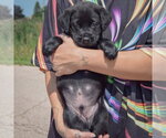 Small #3 American Bulldog-Chocolate Labrador retriever Mix