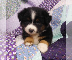 Miniature Australian Shepherd Puppy for sale in CINCINNATI, OH, USA