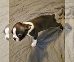 Small Photo #9 Boston Terrier Puppy For Sale in GORHAM, NH, USA