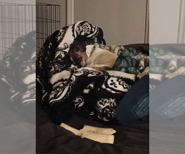 Medium Photo #3 Mutt Puppy For Sale in Candler, NC, USA