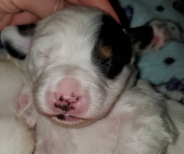 Medium Photo #6 Bernedoodle (Miniature) Puppy For Sale in LEETONIA, OH, USA