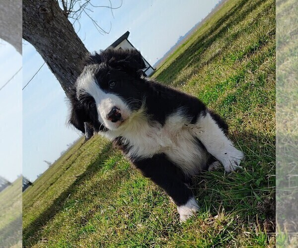 Medium Photo #16 Border Collie Puppy For Sale in NORBORNE, MO, USA