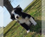 Small #15 Border Collie