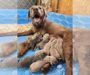 Labrador Retriever Litter for sale in GARVIN, MN, USA