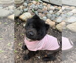 Small #1 Chow Chow