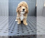 Small #1 Poodle (Toy)