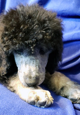 Poodle (Standard) Puppy for sale in SAN DIEGO, CA, USA