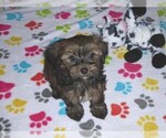 Small Photo #7 Havashire Puppy For Sale in ORO VALLEY, AZ, USA