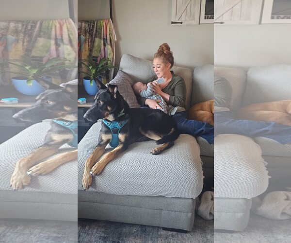 Medium Photo #3 German Shepherd Dog-Unknown Mix Puppy For Sale in New London, WI, USA