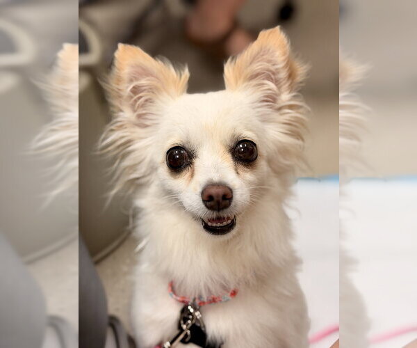 Medium Photo #1 Chihuahua Puppy For Sale in Mundelein, IL, USA