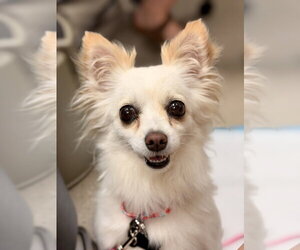 Chihuahua Dogs for adoption in Mundelein, IL, USA