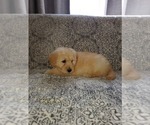 Small Photo #4 Pyredoodle Puppy For Sale in MAGNOLIA, KY, USA