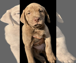 Puppy 8 American Pit Bull Terrier-Labrador Retriever Mix