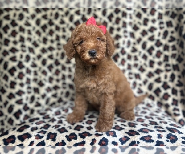 Medium Photo #3 Goldendoodle (Miniature) Puppy For Sale in LAKELAND, FL, USA