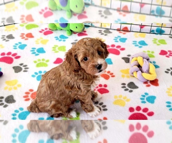 Medium Photo #5 Cock-A-Poo-Poodle (Miniature) Mix Puppy For Sale in ORO VALLEY, AZ, USA