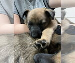 Small #5 Mutt