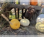 Small Photo #7 Labrador Retriever Puppy For Sale in LIVINGSTON, CA, USA