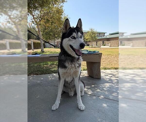 Medium Photo #2 Siberian Husky Puppy For Sale in Riverside, CA, USA