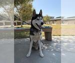 Small #1 Siberian Husky