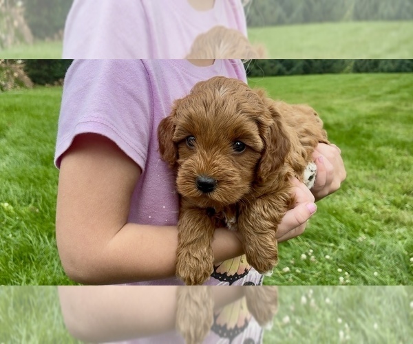 Medium Photo #3 Goldendoodle (Miniature) Puppy For Sale in RANDOLPH, WI, USA