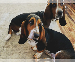 Mother of the Basset Hound puppies born on 04/05/2025