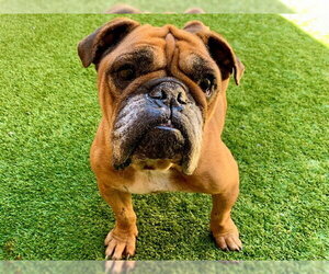 Bulldog Dogs for adoption in Moreno Valley, CA, USA