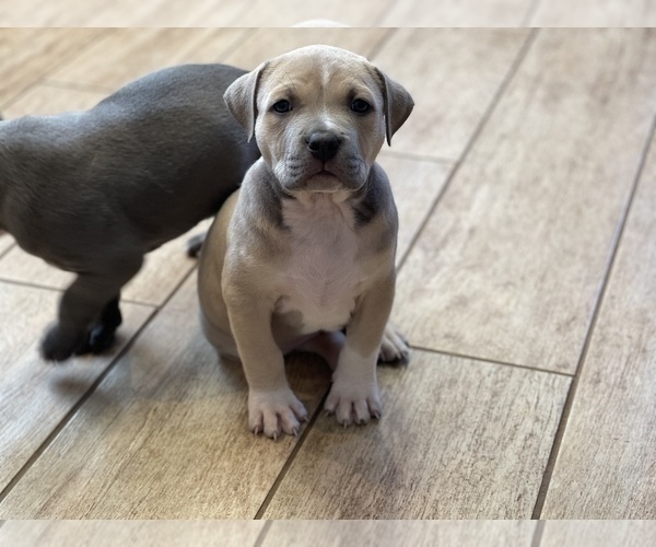 Medium Photo #2 American Bully Puppy For Sale in GRAHAM, NC, USA