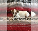 Small Photo #5 Jack Russell Terrier Puppy For Sale in TREZEVANT, TN, USA
