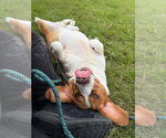 Small #1 Basset Hound Mix