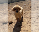Small Photo #2 Golden Retriever Puppy For Sale in PARAGON, IN, USA