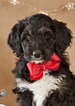 Small Photo #9 Aussiedoodle Puppy For Sale in MONTROSE, CO, USA