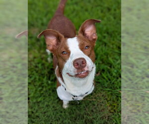 Rat Terrier-Unknown Mix Dogs for adoption in Holly Springs, NC, USA